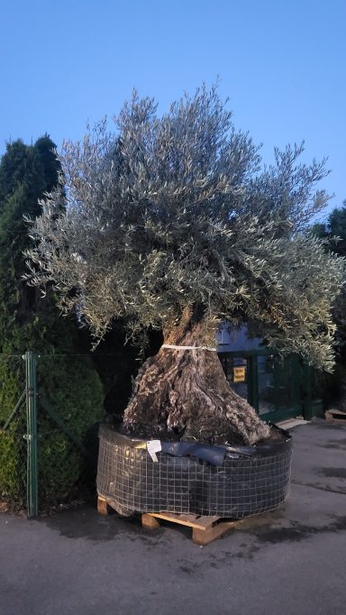 Baum Nr. 06 € 2.350-